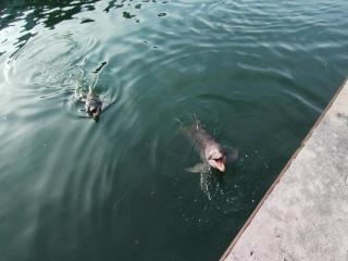 Secret Waters 104 - Puerto Aventuras - 5