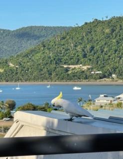 Ocean View Pools and WIFI - Airlie Beach - 4