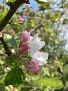 Æblehuset- landhus med fred&ro lige ved gadekæret - 4
