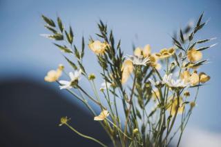 Alpenrose - Ramsau im Zillertal - 6