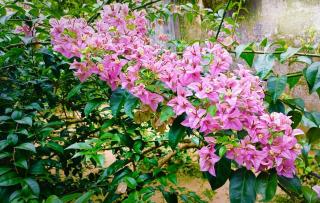 Marari Charlys Homestay - Mararikulam - 4