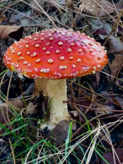 Het Natuurhuisje op de Veluwe - Nunspeet - 7