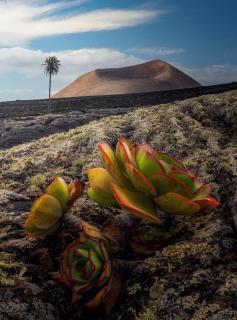 LANZAROTE Casa Volcánica-Anclada sobre la lava del volcán - 7