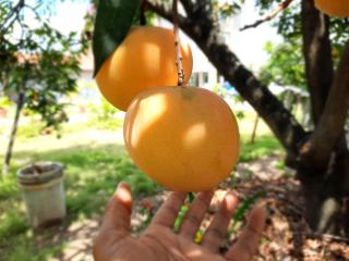 ELIRA Chez Dr Nkongolo - 6