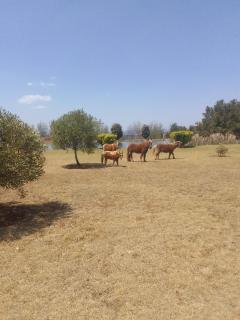 The Gaia House Magaliesburg - 8