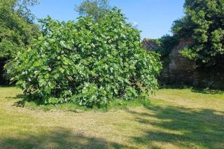 3 Aux Dames Vertes - Cuzion - 3
