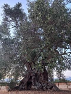 Is Brebus - Villamassargia - 7