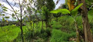 Pondok Kalanganyar - 4