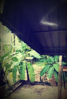 joli petite maison jungle - 0
