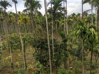 Vasam Outstay - Wayanad - Kaniyāmbetta - 6