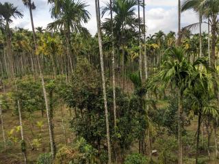 Vasam Outstay - Wayanad - Kaniyāmbetta - 2