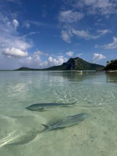 Penu Maurua 2 - Te-Fare-Arii - 9