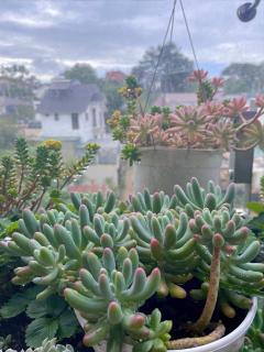Selena Dalat Homestay - Da Lat - 6