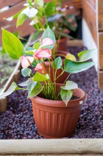 Chalet Goyavier - 4pers-Sud sauvage - By Sister Home -  - 4