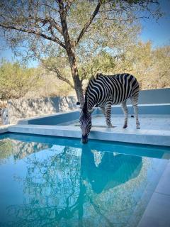 Krugers elegant escape The Kop - Marloth Park - 0
