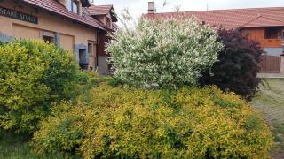 Penzion Staré Sedlo - Bor - 8