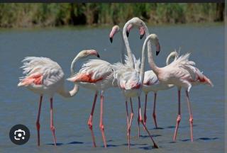 Logement atypique sur l'eau aux portes de la Camargue - 7
