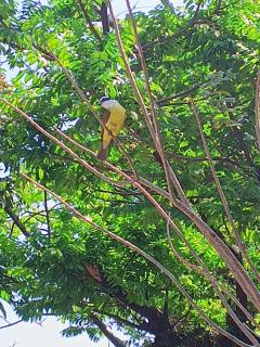 O Cantinho do bem-te-vi - Suites na praça Oswaldo Cruz - 9