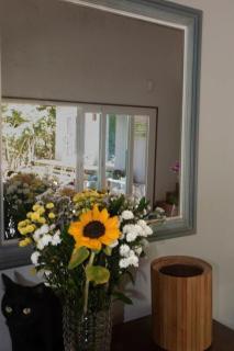 Canto dos pássaros - 7