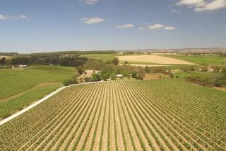 Seppeltsfield Vineyard Cottage Luxury Romantic Getaway - Seppeltsfield - 6
