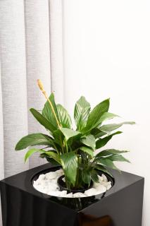 Nthula Botique Apartment - Gaborone - 3