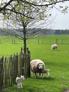 Natuurhuisje het Steenuiltje op een prachtige plek - Wekerom - 5