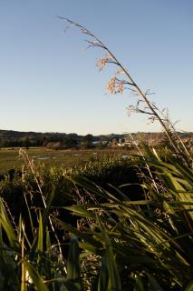 Whare Tatū - Raglan - 2