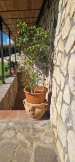 La Casetta - Trevignano Romano - 7