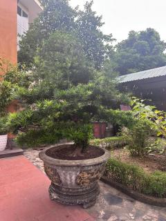 Sống cùng chủ nhà tại nhà vườn - Ninh Bình - 2