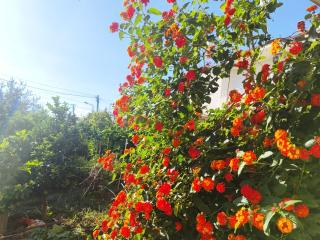 Stone House Hostel Elbasan - Elbasan - 1