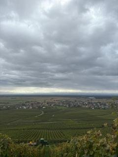Gîte au secret des vignes - Bergholtz - 9