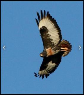 Jackal Buzzard Mountain Guesthouse - - 4