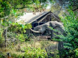 Honeyguide Tented Safari Camps - Mantobeni - wildreservaat Manyeleti - 2