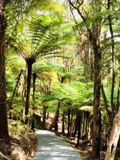 KAURI HILL ESTATE Luxe Mountain Retreat -  - 5