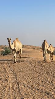 مزرعة السعادة للخيول(المدام) - 8