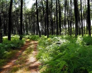 Au P'tit Creux des Landes - 4