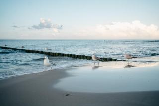 Kamphof Usedom Ferienanlage - Loddin - 9