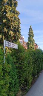 Plavi Bor - Zlatibor - 1
