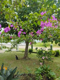 Casa de Praia Tranquilidade, Paz e Natureza - 6
