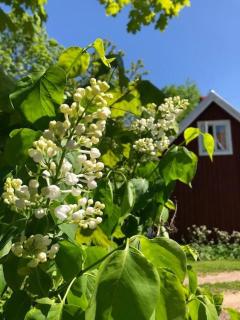 Awesome Home In Motala With Wifi And 0 Bedrooms - Motala - 9