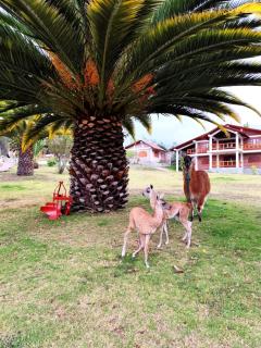 Quinta Sierra de Fuego - Penipe - 8