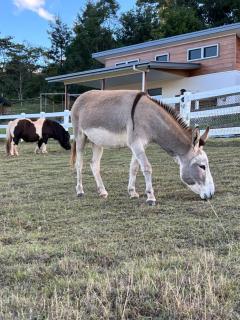 Farm Stay beautiful country home - - 6