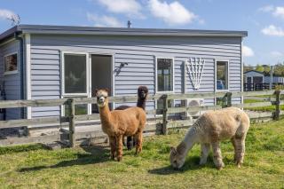 Alpaca Serenity Farmhouse - - 0