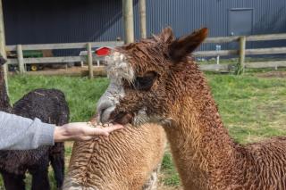 Alpaca Serenity Farmhouse - - 3