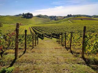 Azienda Agricola La Ghibellina - Gavi - 3
