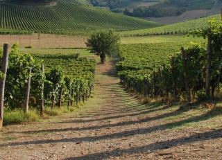Azienda Agricola La Ghibellina - Gavi - 1