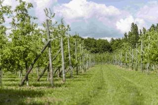 La Maison des Vergers - La Souris - 3