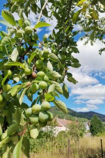 Chambre d'hôtes au cœur des Vosges et proche de l'Alsace - 5