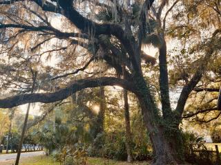 Country Welcome - Micanopy - 6