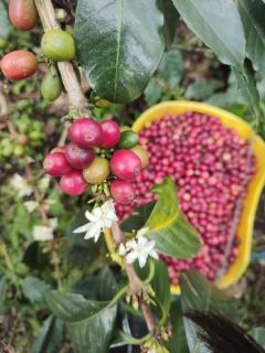 Cafilandia - Pavas - 4